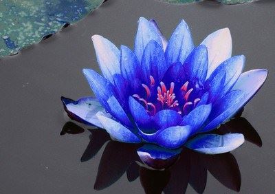 一分钟了解地藏王菩萨超度心咒 诵读108遍超度亡灵