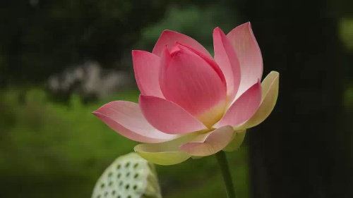 茅山道术咒语 茅山道术口诀