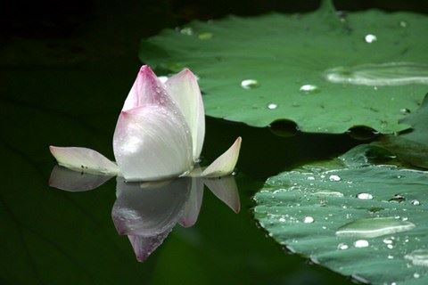 婆媳关系心理医生咨询，如何处理婆媳关系？