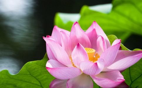 作为儿子怎么处理婆媳关系？夹在中间真的很难