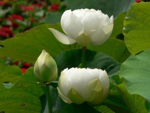 女生挽回男友的三个方式,唯有真诚能动人