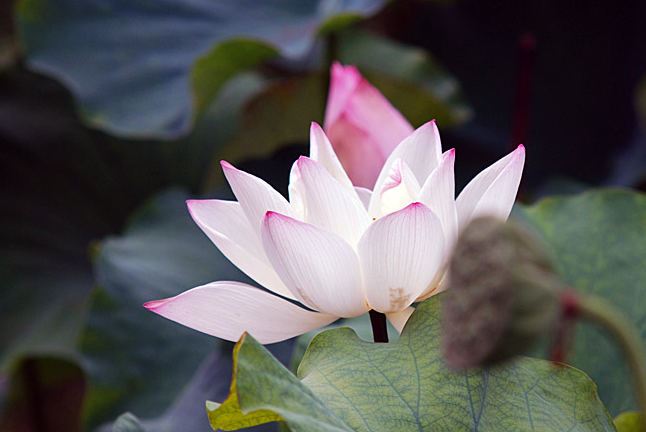 婴灵二次投胎来自不易，影响父母很大