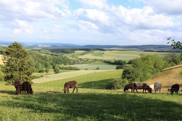 挑选黄道吉日嫁娶需要注意的几点事项