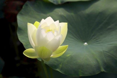 道教超度咒语——青玄救苦咒